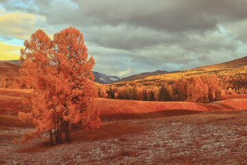 怎么制作苔藓微景观