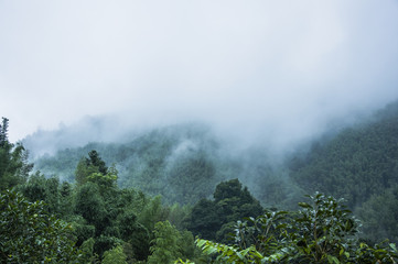 二年级语文上册《植物妈妈有办法》教案设计